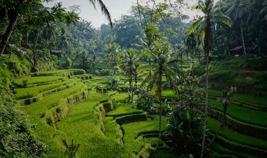Essential Travel Tips for Your Trip to Indonesia